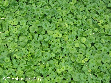 Glechoma hederacea